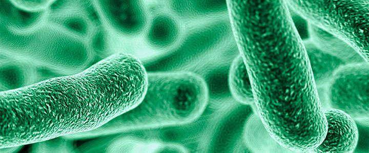 Lactobacillus brevis: Was ist das? Wie funktioniert es? Gibt es verschiedene Typen von L. brevis?