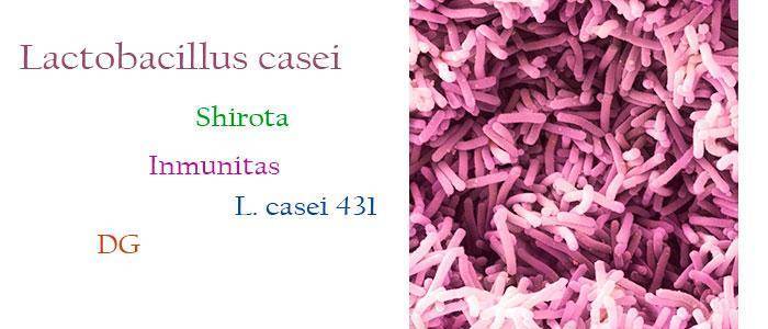 Lactobacillus casei Shirota, Inmunitas, 431... Wie man es verwendet