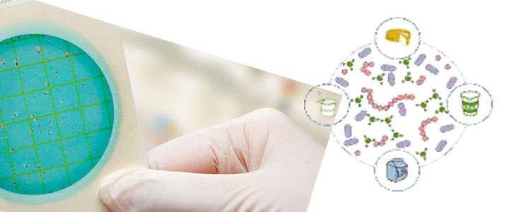 Lactobacillus plantarum: Anwendungen, Vorteile und Kontraindikationen von L. plantarum
