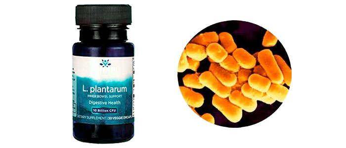 Benefits of Lactobacillus plantarum