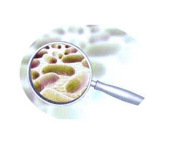 Lactobacillus rhamnosus: alle Informationen über L. rhamnosus GG, LGG, GR-1, JB-1