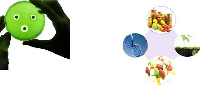 Probiotika, die Bakteriozine produzieren