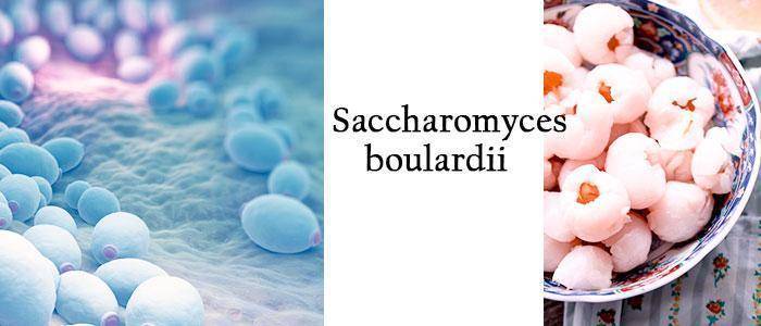 Saccharomyces boulardii: the probiotic that can help