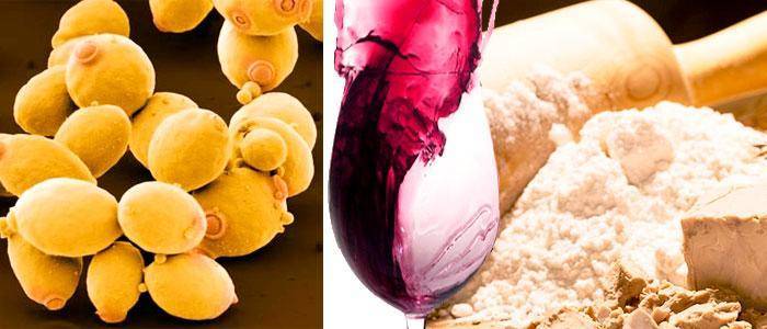 Saccharomyces cerevisiae: characteristics, morphology, and uses