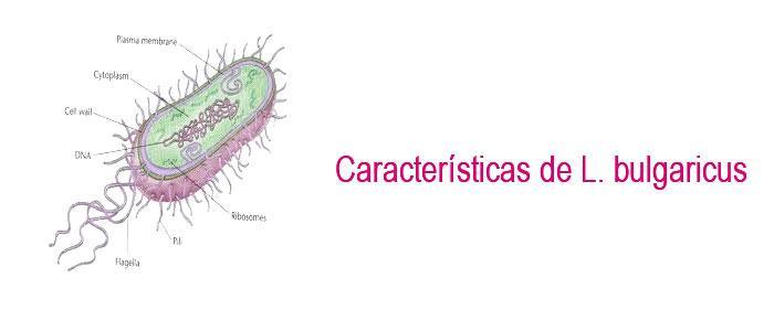 Características de Lactobacillus bulgaricus