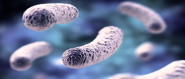 Lactobacillus acidophilus, bacteria La-14, DDS-1, La5 y L-92