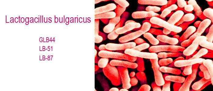 Lactobacillus bulgaricus GLB44, LB-51, LB-87, bacteria y probiótico