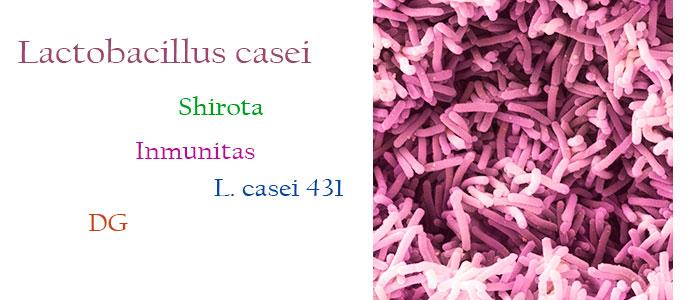 Lactobacillus casei