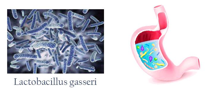 Lactobacillus gasseri beneficios