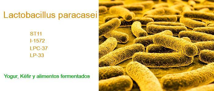 Lactobacillus paracasei ST11, I-1572, LPC-37… Beneficios ¿Para qué sirve?