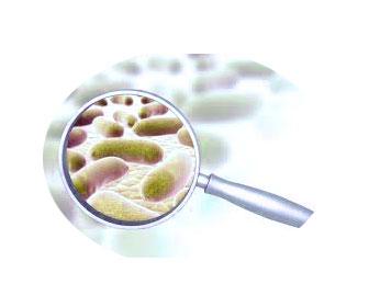 Lactobacillus rhamnosus: toda la información sobre L. rhamnosus  GG, LGG, GR-1 JB-1