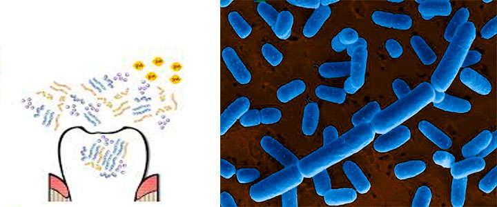 Lactobacillus salivarius WB21