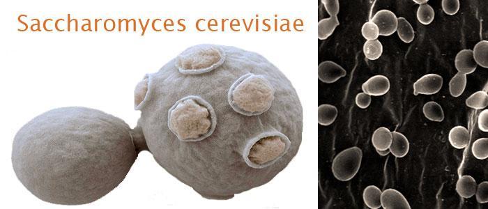 Saccharomyces cerevisiae morfología