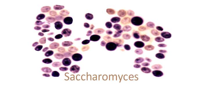 Usos de Saccharomyces medicamento y probiótico